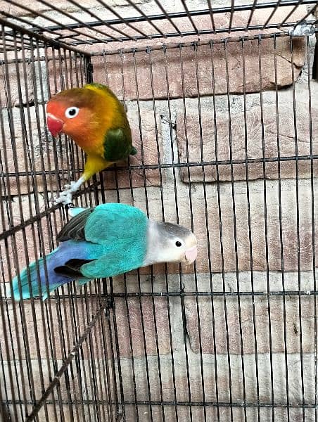 Green euwing split blue and blue fishri love bird 2
