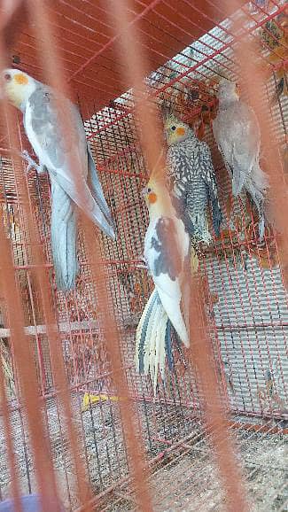 Cockatiels in low price 3