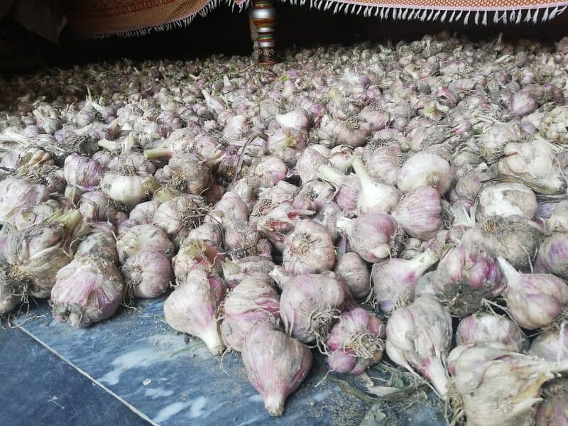 Pure Desi Lehsun Garlic For Sale 0