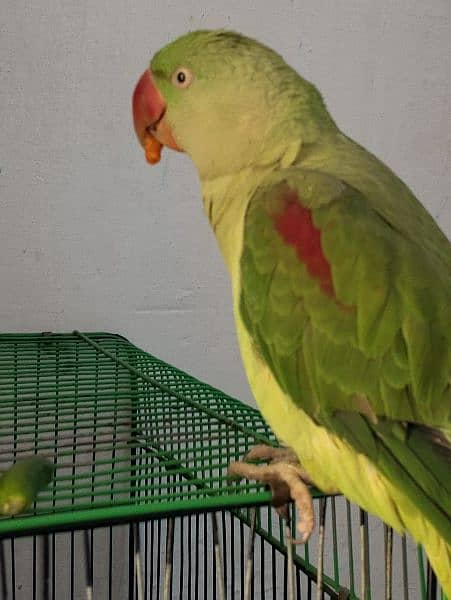Green Raw Parrote for sale 0