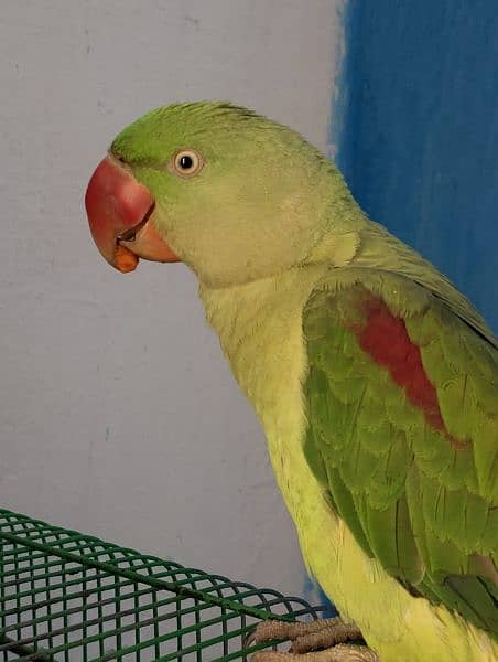 Green Raw Parrote for sale 2