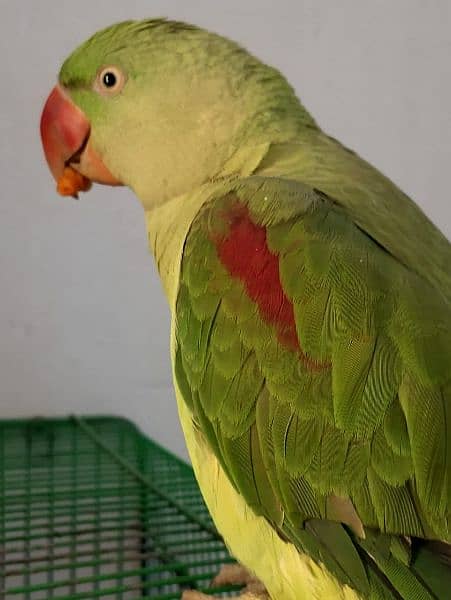 Green Raw Parrote for sale 3
