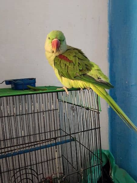 Green Raw Parrote for sale 4