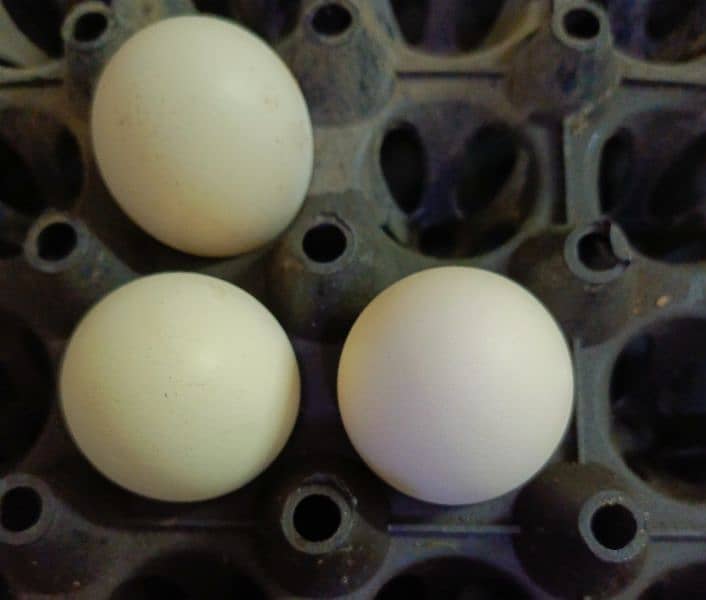 Eggs of assel pair 0