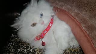 Persian cat, Doll face, triple coated.