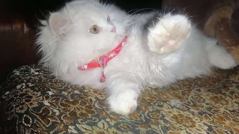 Persian cat, Doll face, triple coated. 2