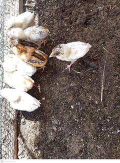 Egg Laying Aseel Miyawali Hen and Chicks