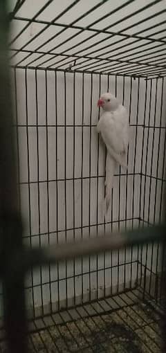 white female parrot