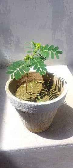 imli plant