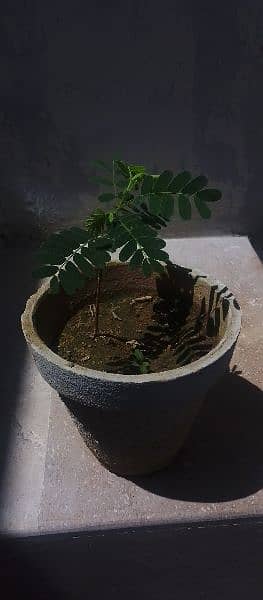 imli plant 1