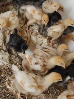 Lohmann Brown and Lohmann Black for sale 30 days old 0