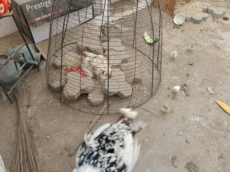 Due to shifting, sellin 3 cages with hens 1
