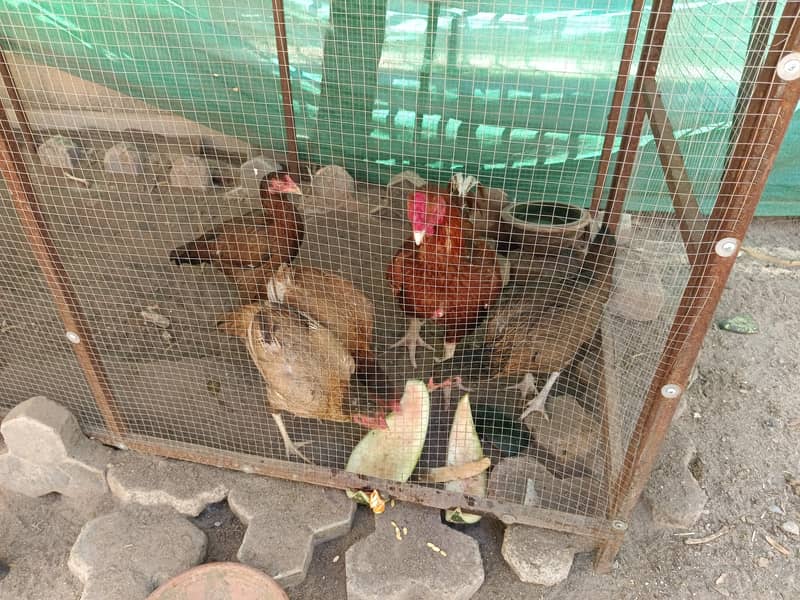 Due to shifting, sellin 3 cages with hens 2
