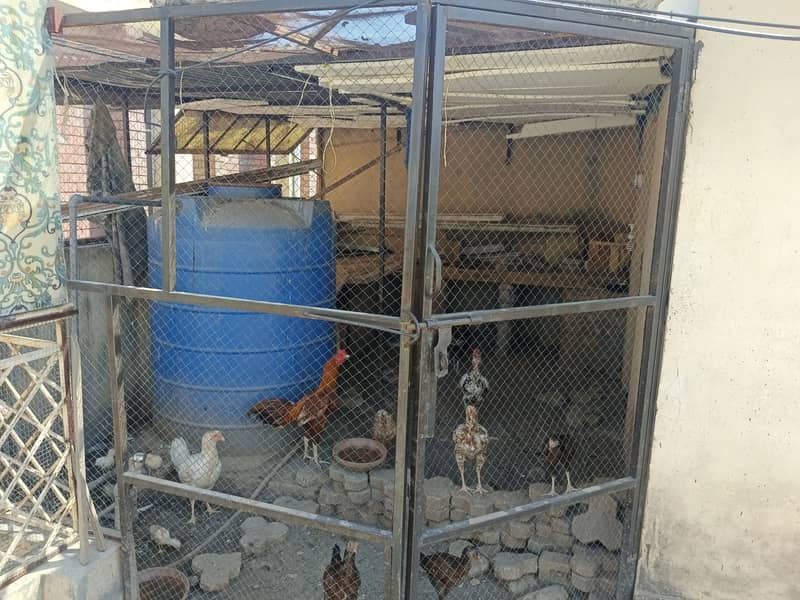Due to shifting, sellin 3 cages with hens 5