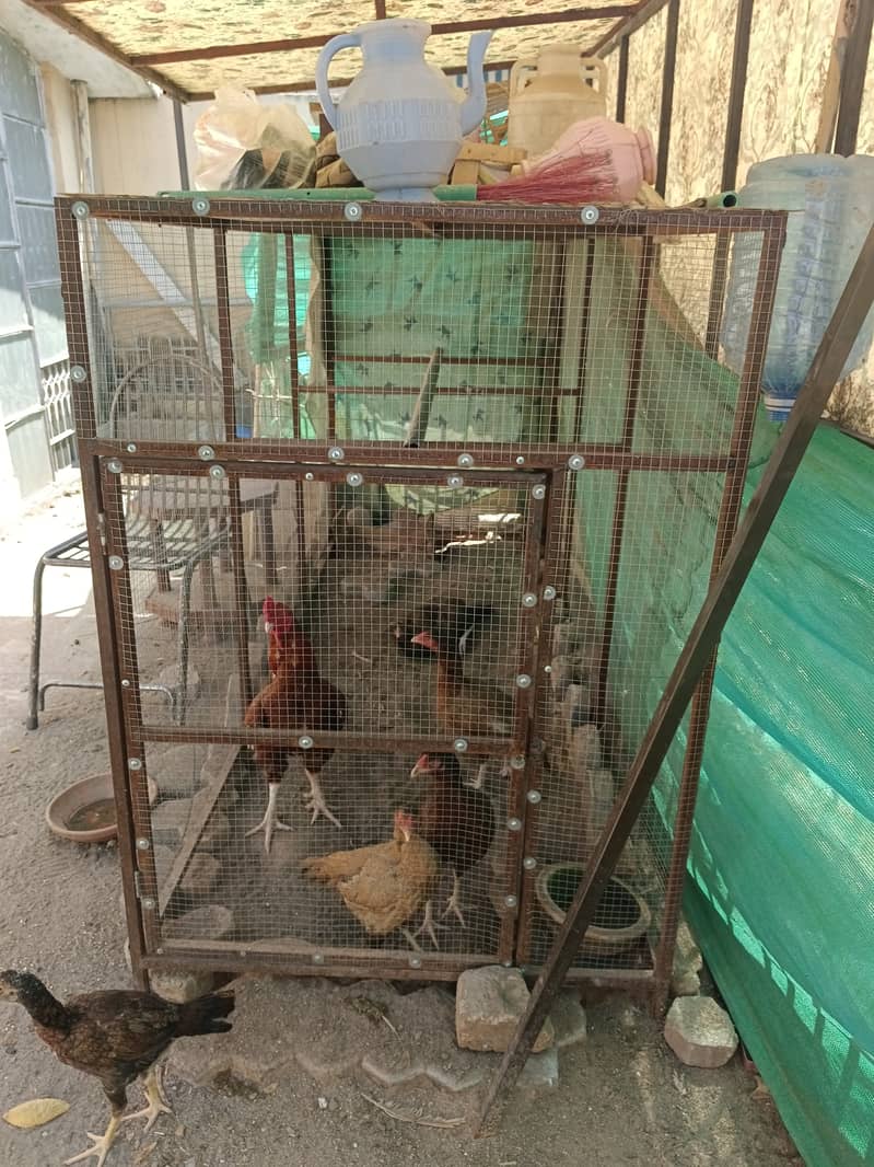 Due to shifting, sellin 3 cages with hens 14