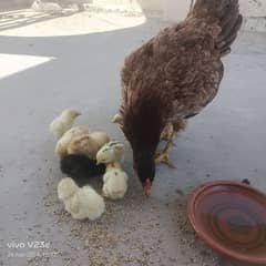 1 Aseel murgi with 5 chicks