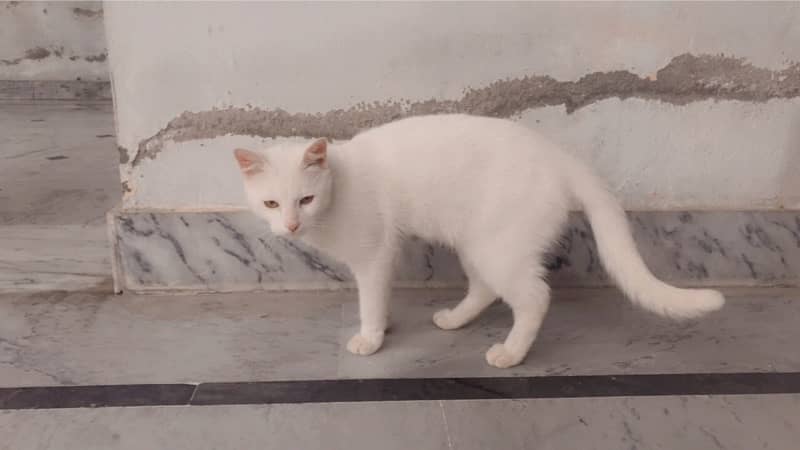 Persian  cat 0