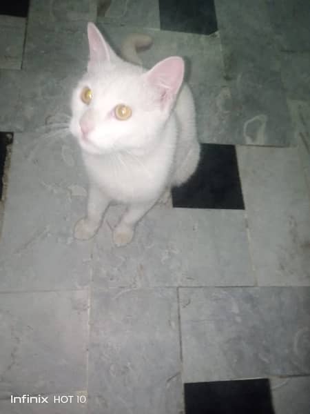 Persian  cat 1
