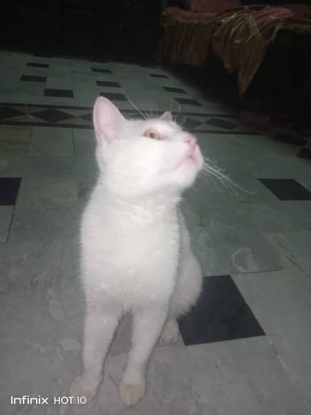 Persian  cat 2
