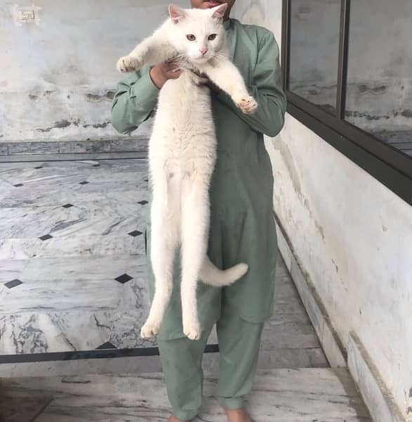 Persian  cat 3