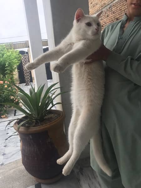 Persian  cat 5