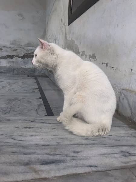 Persian  cat 6