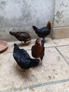 Egg laying Hen for Sale 0