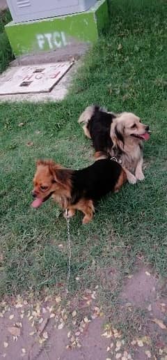 spanish pair of dog