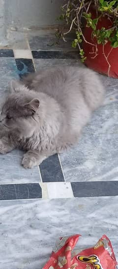 Grey Tripple Coat Persian Cat for Sale
