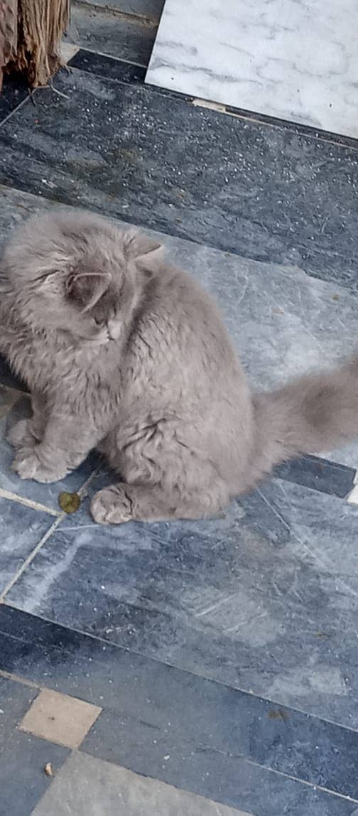 Grey Tripple Coat Persian Cat for Sale 1