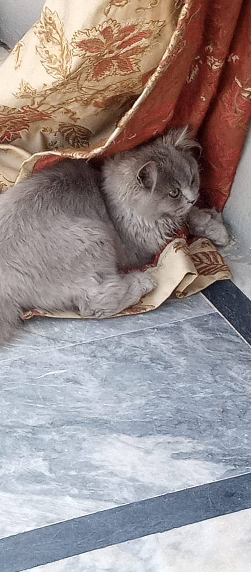 Grey Tripple Coat Persian Cat for Sale 2