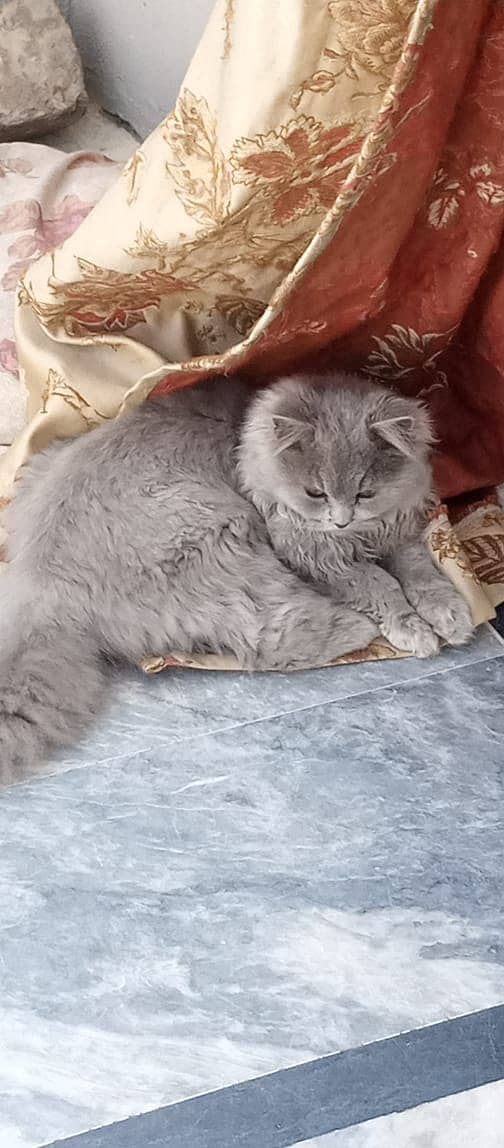 Grey Tripple Coat Persian Cat for Sale 3