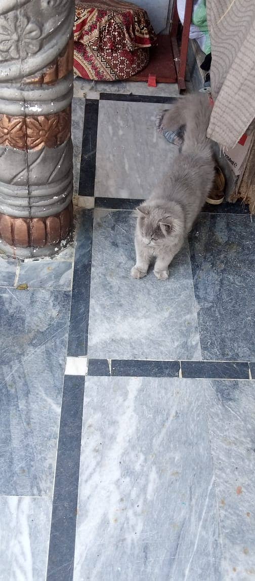 Grey Tripple Coat Persian Cat for Sale 4