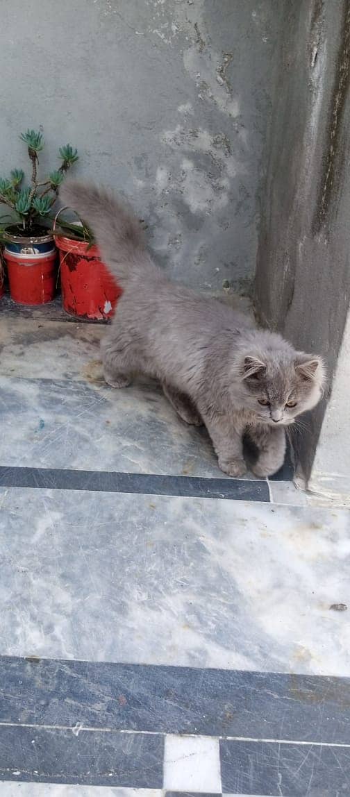 Grey Tripple Coat Persian Cat for Sale 5