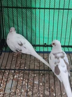 dimond and red pied pathy breder pair