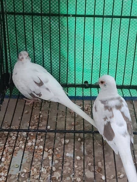 dimond and red pied pathy breder pair 0