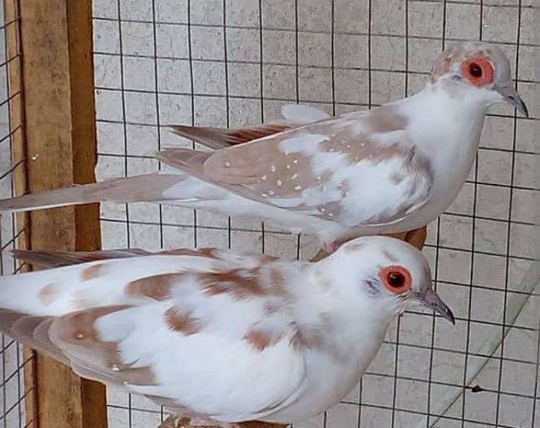 dimond and red pied pathy breder pair 1
