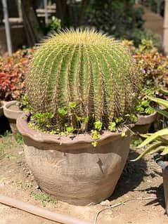 Cactus Gorusonu
