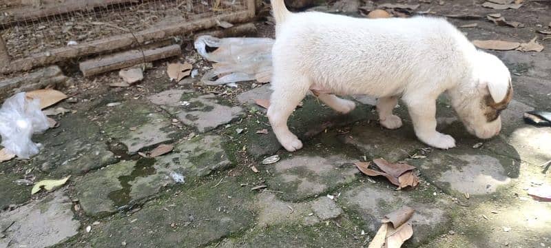 gultair dog forsale 7