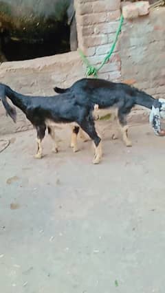 betal goat and two female babys 3months 0