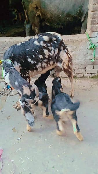 betal goat and two female babys 3months 3