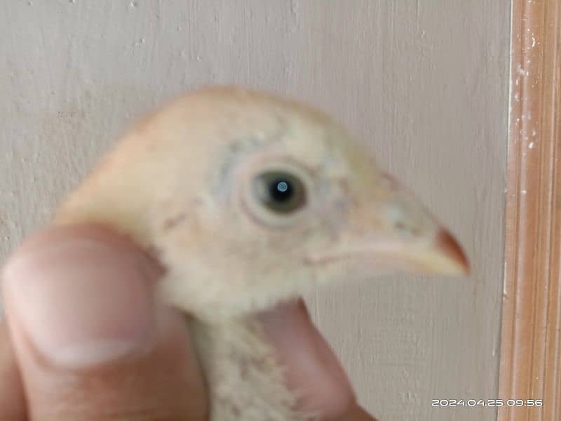 High quality aseel chicks 4