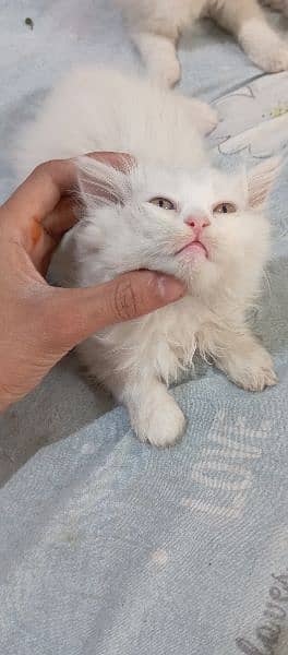 Persian Kitten / Kitten for sale / Cat for sale / Persian cat for sale 1