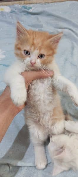 Persian Kitten / Kitten for sale / Cat for sale / Persian cat for sale 2