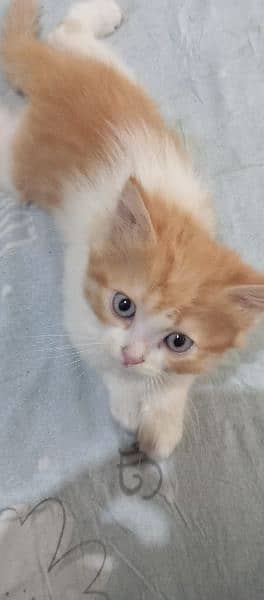 Persian Kitten / Kitten for sale / Cat for sale / Persian cat for sale 3