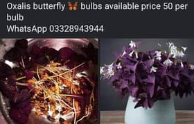 butterfly oxalis bulbs, plants flower