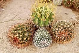 cactus unique plants