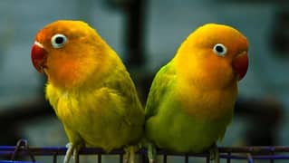 Aoa All dears I have 20 to 25 pires of different love birds