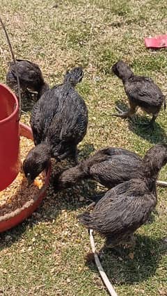 Ayam Cemani Chicks in Abbottabad