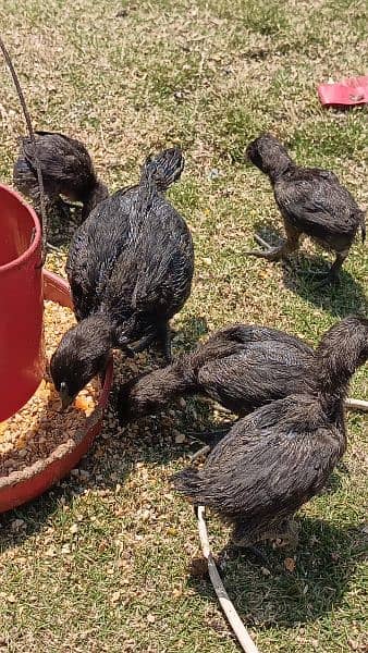 Ayam Cemani Chicks in Abbottabad 0